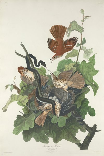 Rostdrossel, 1831 von John James Audubon